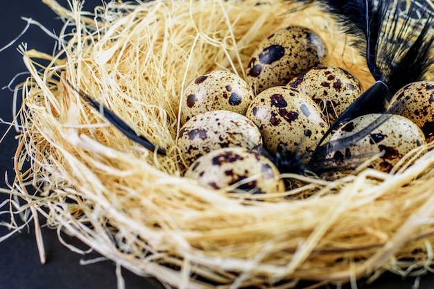 Gefleckte Wachteleier mit schwarzen Federn im Nest