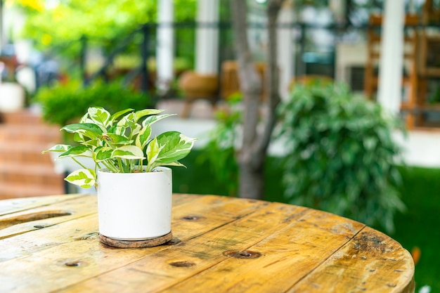 Gefleckter Betel im Topf Blumendekoration auf dem Tisch