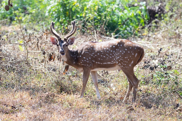 Gefleckter Hirsch oder Chital oder Achsenhirsch, der in einem Wald steht