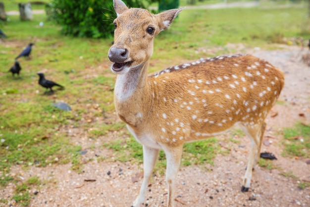 Gefleckter Hirsch