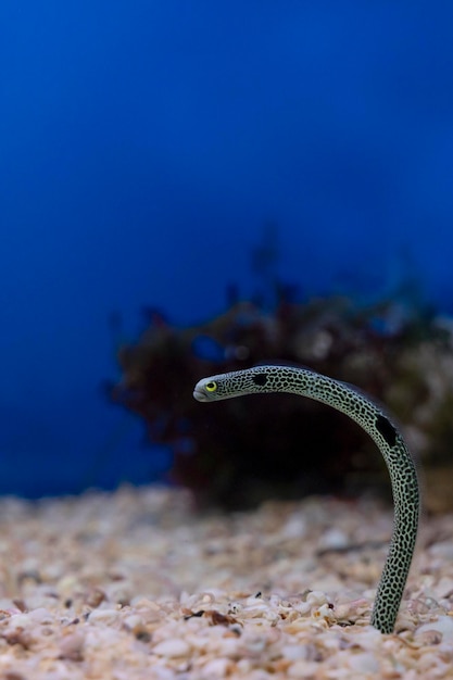 Gefleckter Röhrenaal Heteroconger Hassi aquatisch