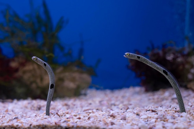 Gefleckter Röhrenaal Heteroconger Hassi aquatisch