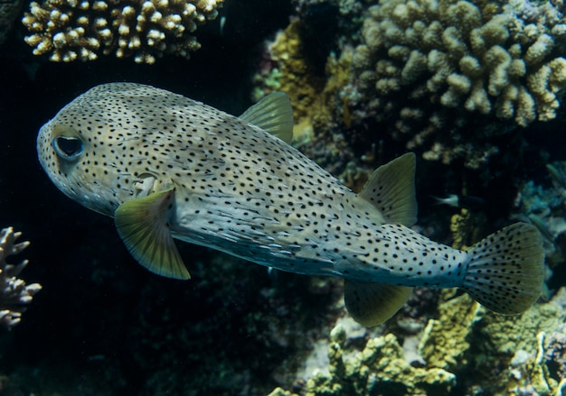 Gefleckter Stachelschweinfisch schwimmt im Meer auf einem Korallenriff