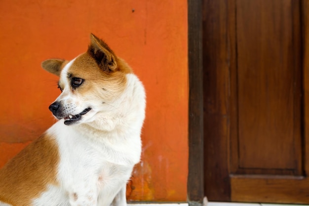 Gefleckter weißer und orangefarbener Hund, der in der Nähe der Tür sitzt und auf den Besitzer wartet Konzept der Freundschaft zwischen Hund und Mensch