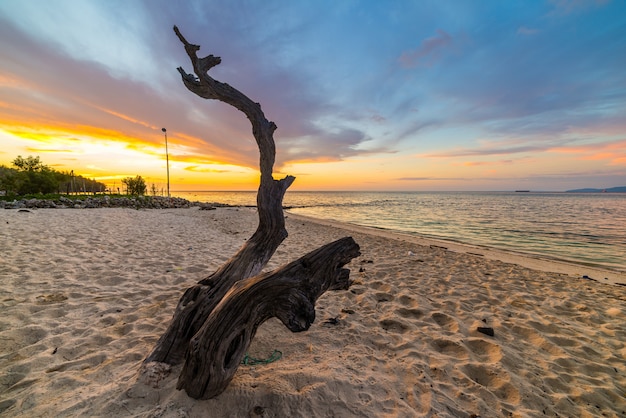 Geflochtener Baum am Strand bei Sonnenuntergang