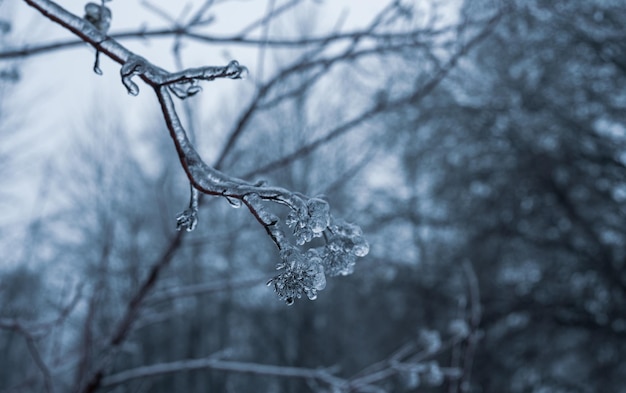 Foto gefrierender regen winter eiszapfen auf zweig gebildet durch gefrierenden regen nahaufnahme von eiszapfen hängen von zweig mit eis aus winter eissturm beschichtet winter eisigen zweig nach eisregen winter hintergrund