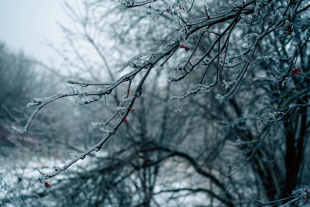 Gefrierender Regen Winter Eiszapfen auf Zweig gebildet durch gefrierenden regen Nahaufnahme von Eiszapfen hängen von Zweig mit Eis aus Winter Eissturm beschichtet Winter eisigen Zweig nach Eisregen Winter Hintergrund