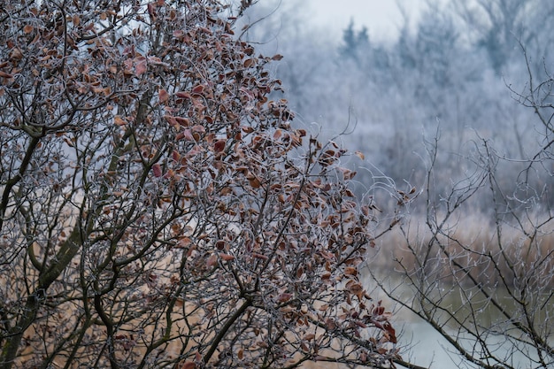 Gefrorene Bäume am nebligen Morgen