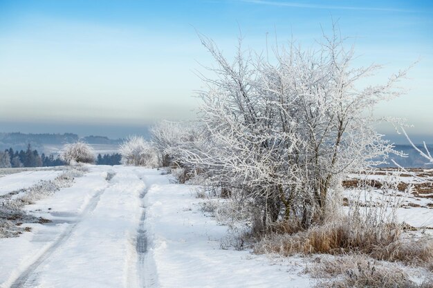 Gefrorene Bäume und Weg im Schnee Schöner weißer Winter