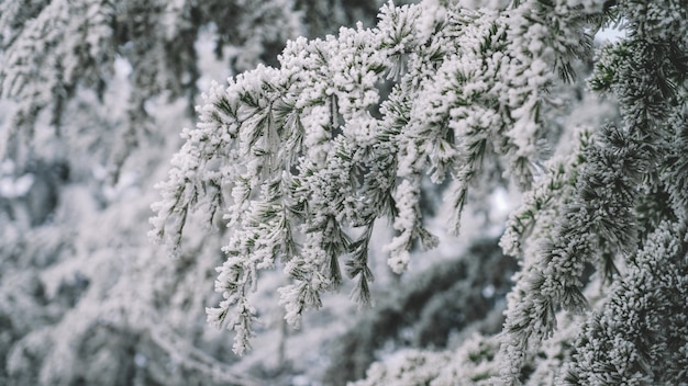 Gefrorene Bäume und weißer Schnee