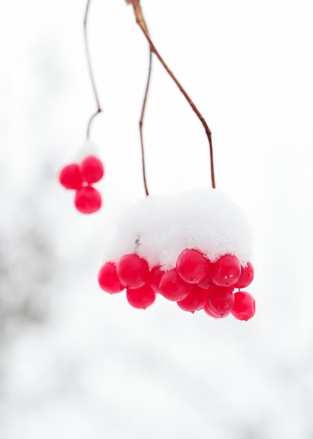 Gefrorene Beeren auf den Zweigen im Schnee.