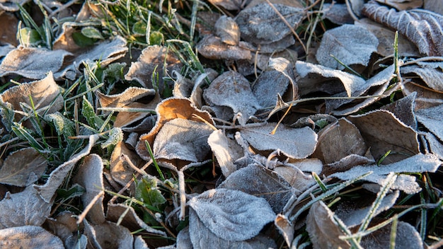 Gefrorene Blätter Hintergrund erster Frost im Stadtpark