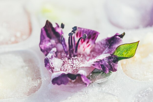 Foto gefrorene blumen in eiswürfeln auf hellem hintergrund