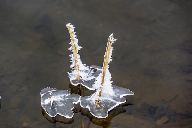 Gefrorene Eiskristalle aus Wasser auf einem Teich