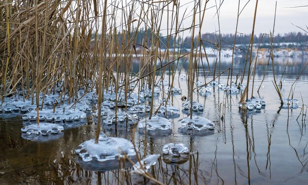 Gefrorene Eismuster aus Wasser in den Schilfbüschen am Ufer des Stausees