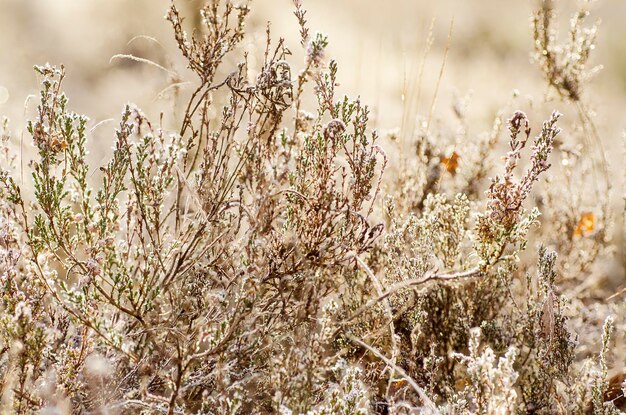 Gefrorene Heideblume, Blumenweinlesewinterhintergrund, Makrobild