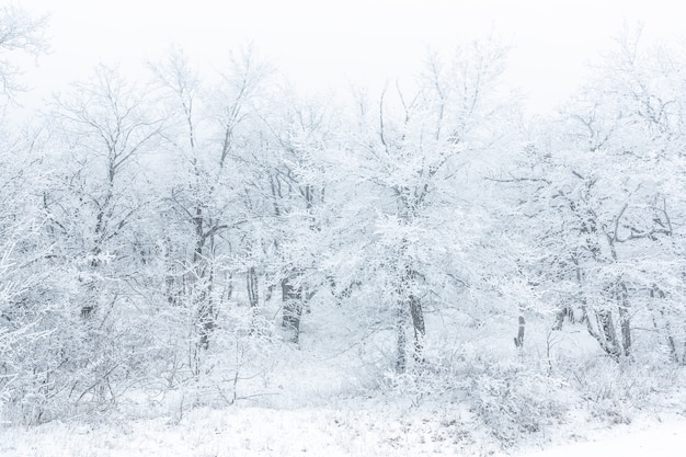 Gefrorene kahlen Bäume mit Frost bedeckt, Winterszene