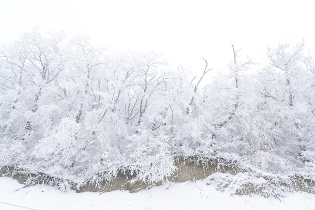 Gefrorene kahlen Bäume mit Frost bedeckt, Winterszene