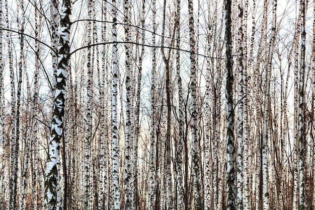 Gefrorene nackte Birkenstämme im Winter