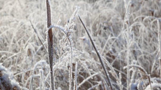 Gefrorene Pflanze auf einem Feld im Winter an einem frostigen Morgen.