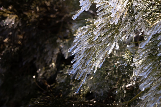 Gefrorene Pflanze in einem goldenen Stundenhintergrund des Waldes