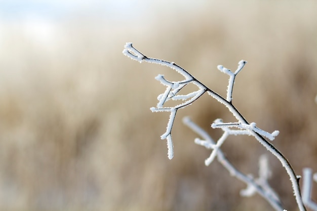 Gefrorene Pflanzen am frühen Morgen hautnah im Winter