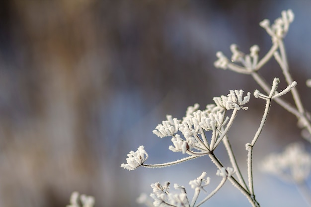 Foto gefrorene pflanzen am frühen morgen schließen im winter