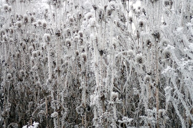 Foto gefrorene pflanzen auf dem feld