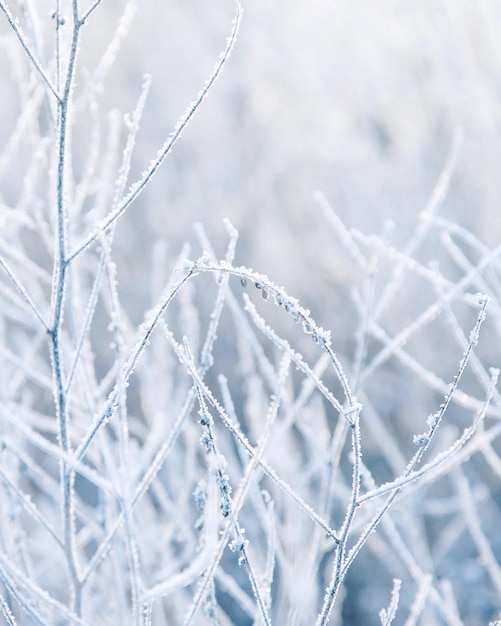 Gefrorene Pflanzen im Winter