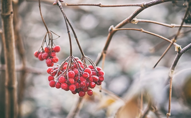 Gefrorene rote Beeren auf einem Zweig