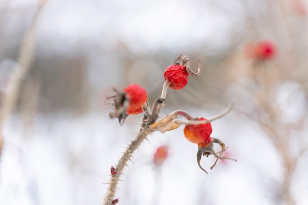 Gefrorene rote Hagebutten auf einem verschneiten Winterhintergrund.