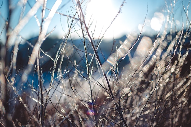 Gefrorene schöne Pflanzen mit Eiszapfen im Sonnenlicht bedeckt. Winter-Hintergrund. Selektiver Fokus. Geringe Schärfentiefe.