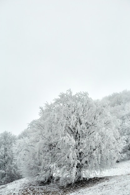 Gefrorener Baum in Bukowina