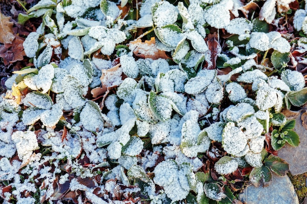 Gefrorener Garten nach Nachtfrost im Herbst