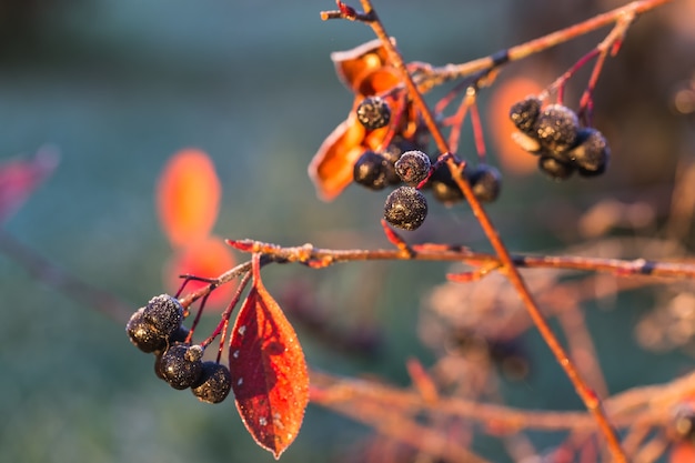 Gefrorener Haufen Aronia auf einem Ast. Spätherbst. Beeren im Garten in Frostnadeln. Aronia melanocarpa