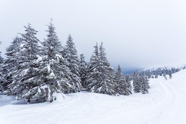 Gefrorener schneebedeckter Tannenwald nach Schneefall und grauer Himmel im Dunst am Wintertag Karpaten Ukraine