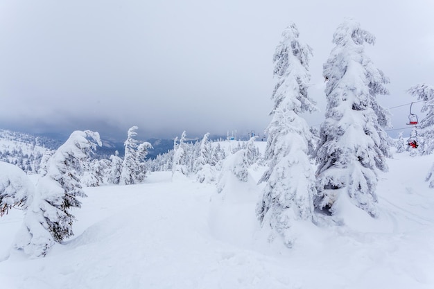 Gefrorener schneebedeckter Tannenwald nach Schneefall und grauer Himmel im Dunst am Wintertag Karpaten Ukraine