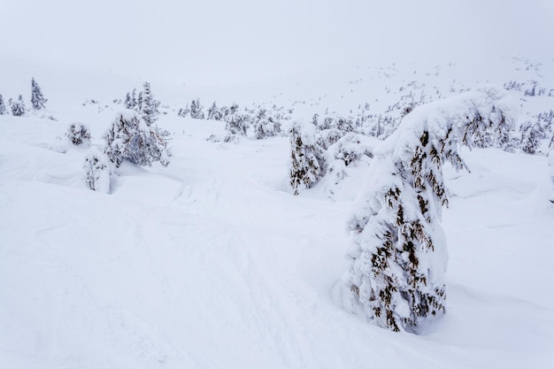 Gefrorener schneebedeckter Tannenwald nach Schneefall und grauer Himmel im Dunst am Wintertag Karpaten Ukraine