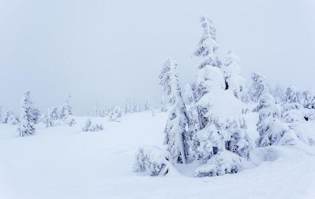 Gefrorener schneebedeckter Tannenwald nach Schneefall und grauer Himmel im Dunst am Wintertag Karpaten Ukraine