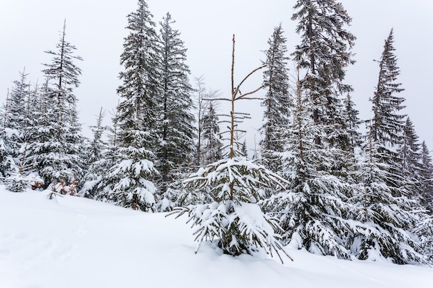 Gefrorener schneebedeckter Tannenwald nach Schneefall und grauer Himmel im Dunst am Wintertag Karpaten Ukraine