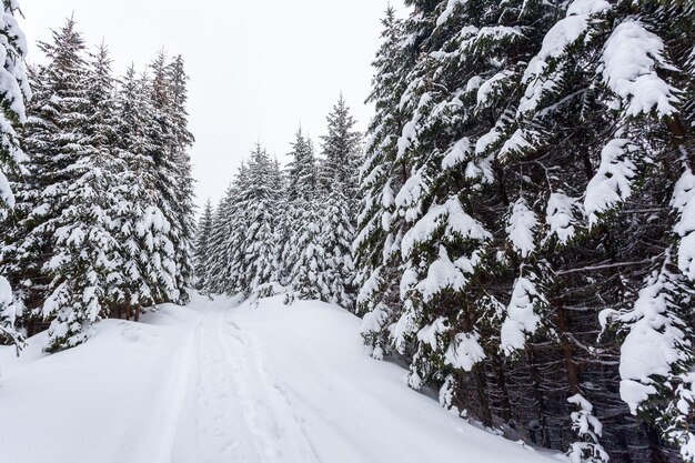 Gefrorener schneebedeckter Tannenwald nach Schneefall und grauer Himmel im Dunst am Wintertag Karpaten Ukraine