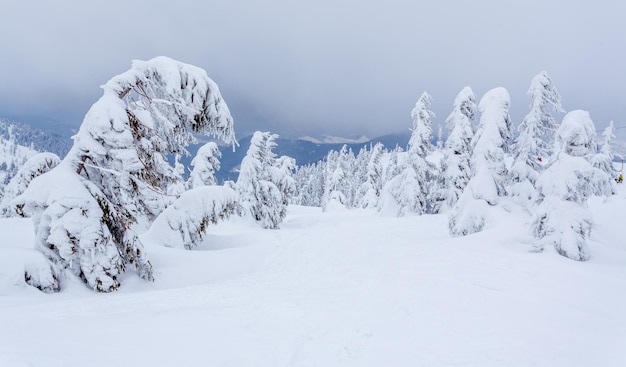 Gefrorener schneebedeckter Tannenwald nach Schneefall und grauer Himmel im Dunst am Wintertag Karpaten Ukraine