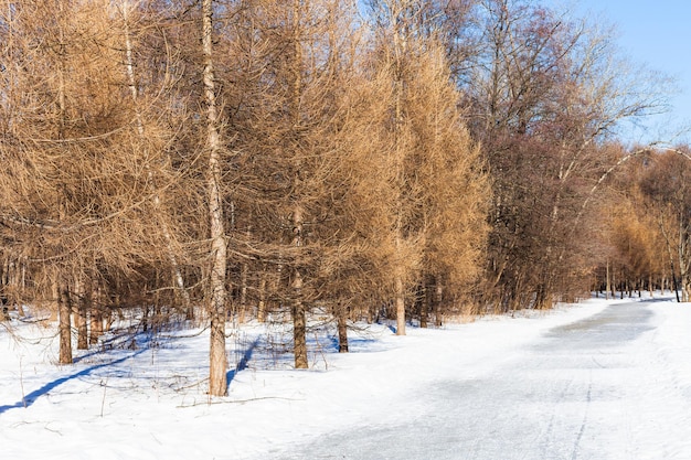 Gefrorener Weg entlang kahlen Lärchen im Winter