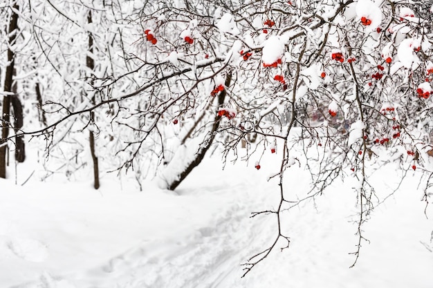 Gefrorener Weißdornbaum über Weg im Park im Winter