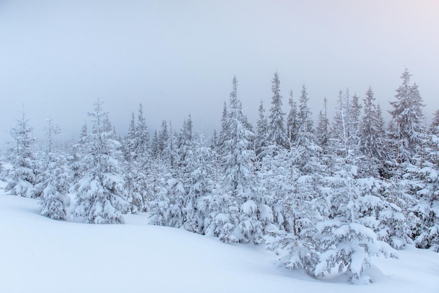 Gefrorener Winterwald im Nebel Kiefer in der Natur mit frischem Schnee bedeckt Karpaten Ukraine