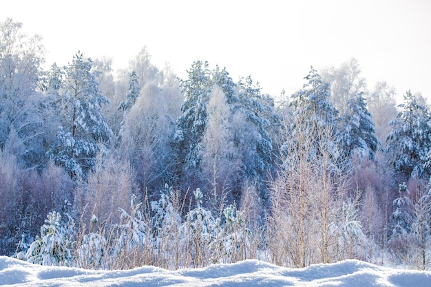 Gefrorener Winterwald mit schneebedeckten Bäumen