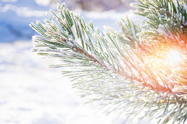 Gefrorener Winterwald mit schneebedeckten Bäumen