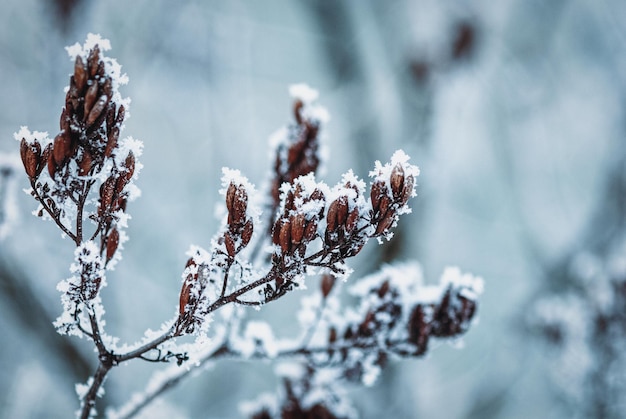 Gefrorener Zweig unter Schnee, Winternaturhintergrund