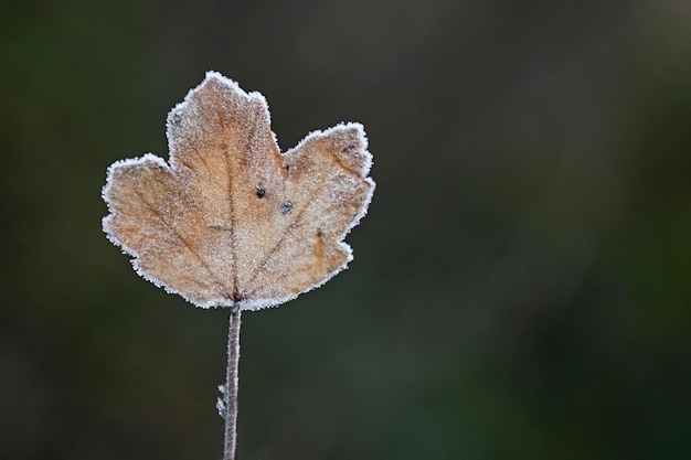 Gefrorenes Blatt bei Gegenlicht und unscharfem Hintergrund