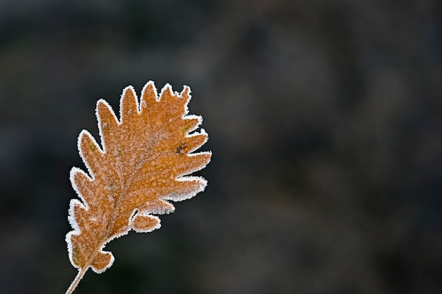 Gefrorenes Blatt bei Gegenlicht und unscharfem Hintergrund